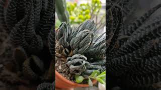 haworthia tanamanhias sanseveria succulent plants nature [upl. by Jordon]