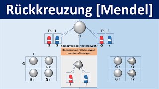 Rückkreuzung Mendel  Biologie Genetik Mittel und Oberstufe [upl. by Obidiah]