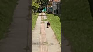 Sabías q el olfato de Joe🐕 perro policía es 60 veces  avanzado q el humano wow🐶Leer paga🐶🙏♥️ [upl. by Wills]