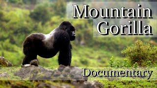 Mountain Gorilla  Full Documentary HD [upl. by Ahsiekan608]