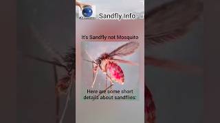 Sandfly  Sandflies [upl. by Swayder]