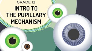 INTRO to Pupillary mechanism  How the regulates light entering the pupils [upl. by Allac]