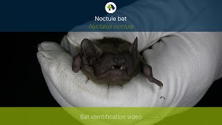 Noctule Nyctalus noctula identification training video [upl. by Aicertap]