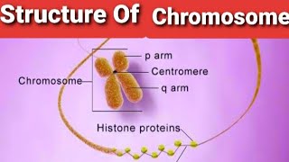 Structure OF Typical ChromosomeChromatinCentromereArmsNucleolar organizerSecondary constriction [upl. by Lebasiairam]