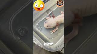 Meet the Axolotl Natures Regeneration Marvel shorts animals [upl. by Aisnetroh]