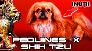 Pequines  Shihtzu mix ► Historia de la raza características cuidados y salud✔️ [upl. by Bardo901]