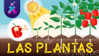 El reino de las Plantas  Videos Educativos Aula365 [upl. by Nileuqay]