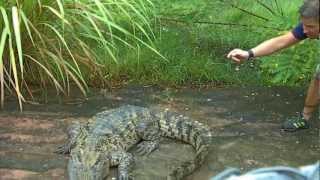 Bjørn Ormstad  Crocodylus siamensis Siamese crocodiles [upl. by Knowland]