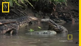 Lizard vs Lizard  National Geographic [upl. by Lowenstern]