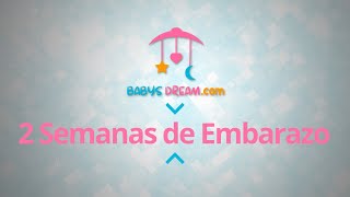 Bebé  2 Semanas de Embarazo  Signos y síntomas del embarazo [upl. by Briny]