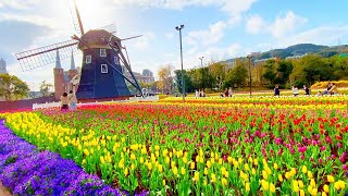 Huis Ten Bosch Japan Highlights Beautiful Tulips amp Fireworks at Unusual Dutch Theme Park in Nagasaki [upl. by Ahsatel]