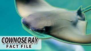 Cownose Ray facts the FISH that looks like A COW 🐄 Animal Fact Files [upl. by Narayan]