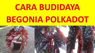 Cara Perbanyakan Dan Budidaya Begonia Polkadot Atau Begonia Makulata [upl. by Aicnelav]