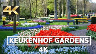 Keukenhof Tulip Gardens in 4K Netherlands [upl. by Mendoza]