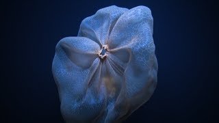 Shapeshifting Deepstaria Jelly  Nautilus Live [upl. by Hnacogn70]