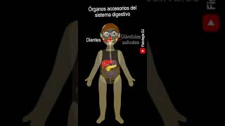 Aparatos y sistemas del cuerpo humano  Órganos accesorios del sistema digestivo  Cuerpo humano [upl. by Assadah843]