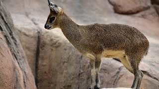 Klipspringer Pass Karoo Nat Park  Mountain Passes of South Africa [upl. by Aslin]