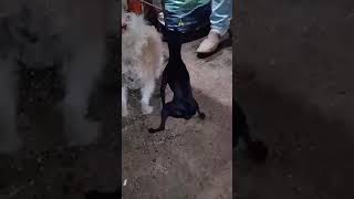 Cachorro dançando Funk🙀 [upl. by Aspia]