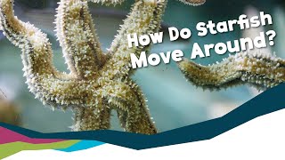 Deep Dive  How Do Starfish Move [upl. by Asyen]