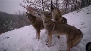 Wolf or Dog Czechoslovakian Wolfdogs Amazing Howling  Top Compilation [upl. by Nesline]