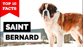 Saint Bernard  Top 10 Facts [upl. by Rolland]