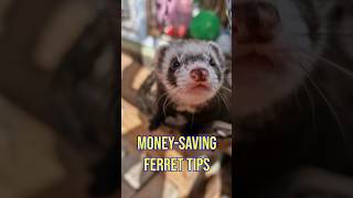 2 Money Saving DIY Tips for Ferrets [upl. by Nosneh]