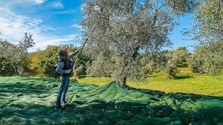 Come RACCOGLIERE le OLIVE Abbacchiatori e altri consigli [upl. by Wootten365]