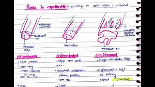 Microcirculation Part 1  Capillaries structure types amp Vasomotion [upl. by Silohcin427]