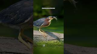 Clever Heron Bird 🙀 youtubeshorts birds facts shorts youtubeshorts wildlife [upl. by Aned]