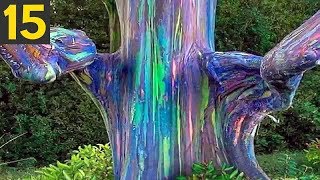 Top 15 STRANGE Trees you Didnt Know Existed [upl. by Aicenek]