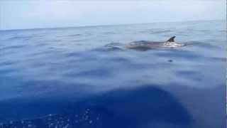 Blainvilles Beaked Whale [upl. by Assilim]