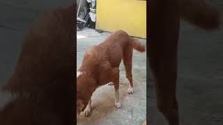 binalewala lang ako 😅 shortvideo doglover happydoglife pets [upl. by Ahseinat112]