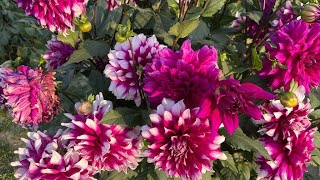 My Dahlia Flower Tour 1M [upl. by Aryam248]