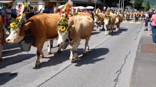 Cows take centre stage at Gstaad cow festival [upl. by Teeter]