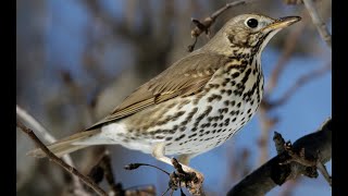 Κελάηδημα Τσίχλας  Turdus philomelos song [upl. by Kenelm]