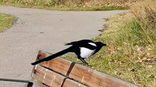 Magpies around me，环绕我身旁的喜鹊 [upl. by Areek]