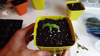 How To Growing Cherries from Seed  Full Explanation with Results [upl. by Ttimme23]