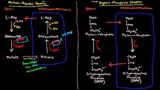 Shuttle Mechanisms MalateAspartate and GlycerolPhosphate [upl. by Eenehs307]