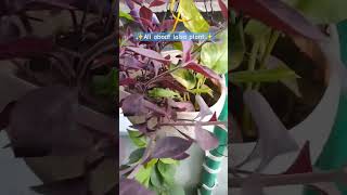 All about lalsaIresine plant  lalsa plant care tips plantcaretips gardentips plantingtips [upl. by Melville]