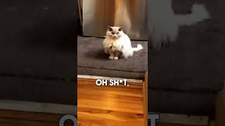 Albert the cat don’t look to happy with owner funny catlover pets [upl. by Acirfa27]