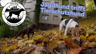 Jagdhund Welpe trifft Tierschutzhündin I Deutsch Kurzhaar Azora und ihre erste Freundin [upl. by Alderman]