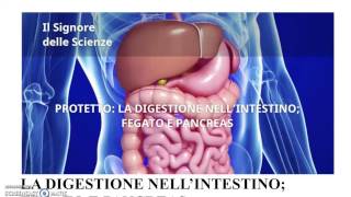 La Digestione  parte 2 Intestino il fegato e il pancreas [upl. by Felton638]