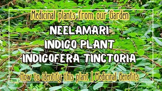 Neelamariനീലയമരി  The Indigo plant Indigofera Tinctoria  How to identify this plant [upl. by Ahsihat345]