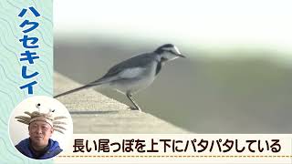 【藤前干潟の生き物たち】ハクセキレイ（学名Motacilla alba lugens） うごく生き物ずかん [upl. by Eugaet]