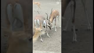 Blackbuck हिरण animal love 💕 bezubaan forest Wildlife bani animal welfare society [upl. by Antebi]