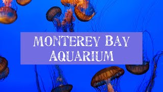 Visiting Monterey Bay Aquarium with Our Two Year Old [upl. by Ledoux]