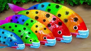 Catch The Cutest Baby Goldfish Zebrafish Ornamental Fish Clownfish Catfish Koi Fish Guppies [upl. by Burchett960]