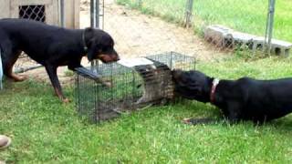 Coon Hounds on a caged Coon [upl. by Kcirdor186]