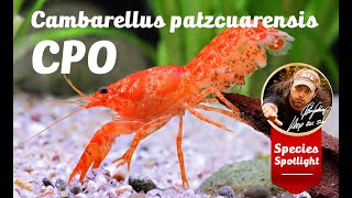 Cambarellus patzcuarensis quotorangequot CPO [upl. by Mendy]