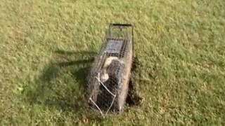 SKUNK trapped and killed without getting sprayed [upl. by Hcelemile]